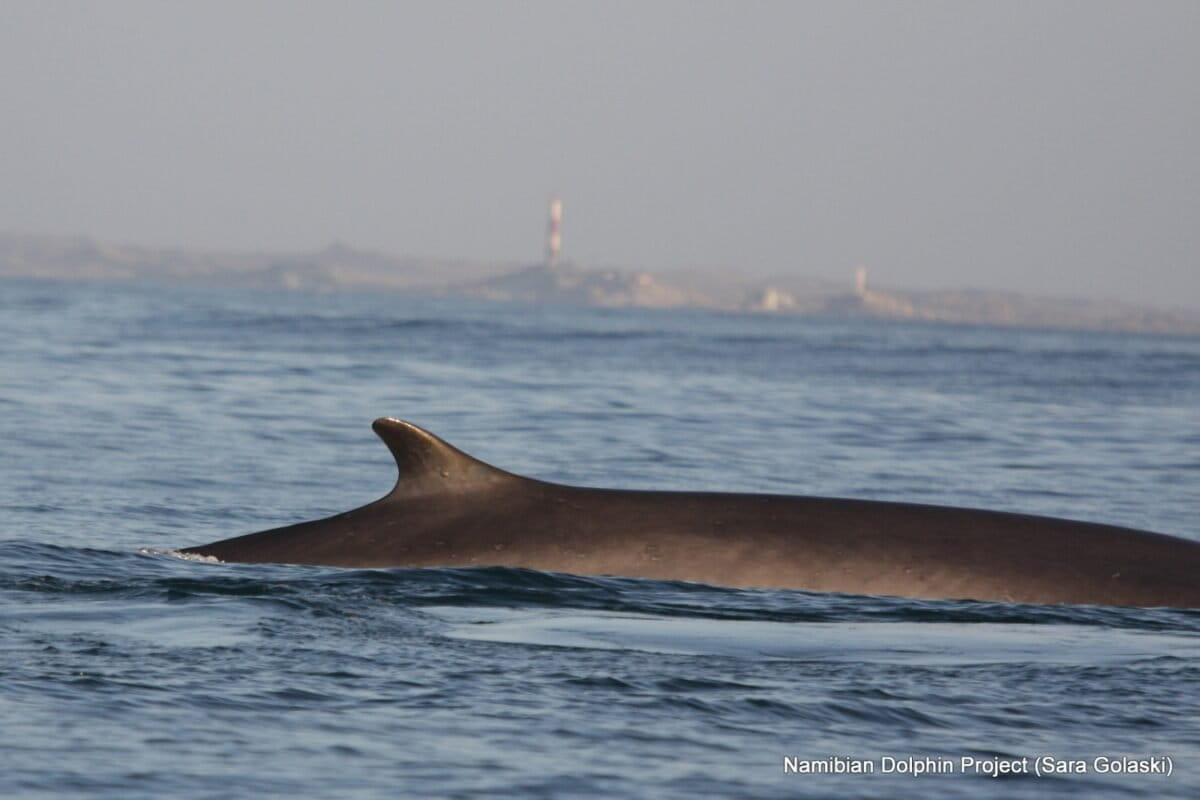 Blue and Fin Whales Returning to African Waters After 100 Years - Image 2