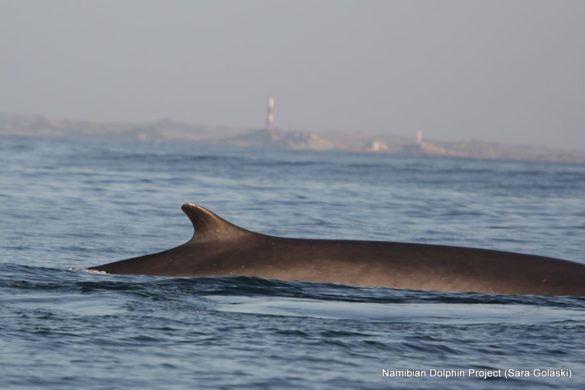 Fin whale swimming in ocean waters off Namibian coast with desert landscape visible