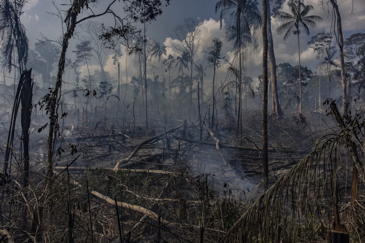 Amazon Deforestation Drops 38% to 10-Year Low in Brazil