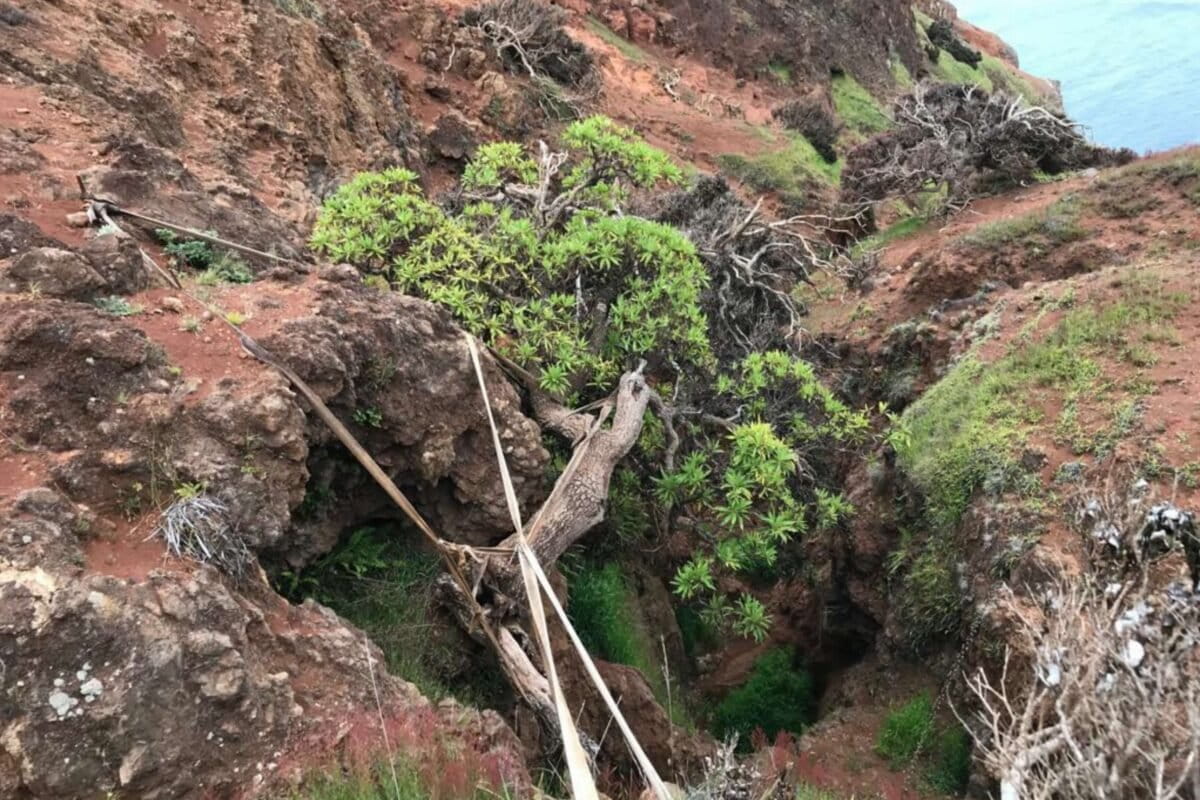 Last Wild Tree in Chile Gets New Shot at Survival - Image 2