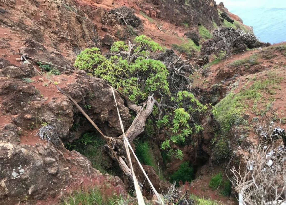 Single Dendroseris neriifolia tree growing from steep rocky cliff on Robinson Crusoe Island Chile