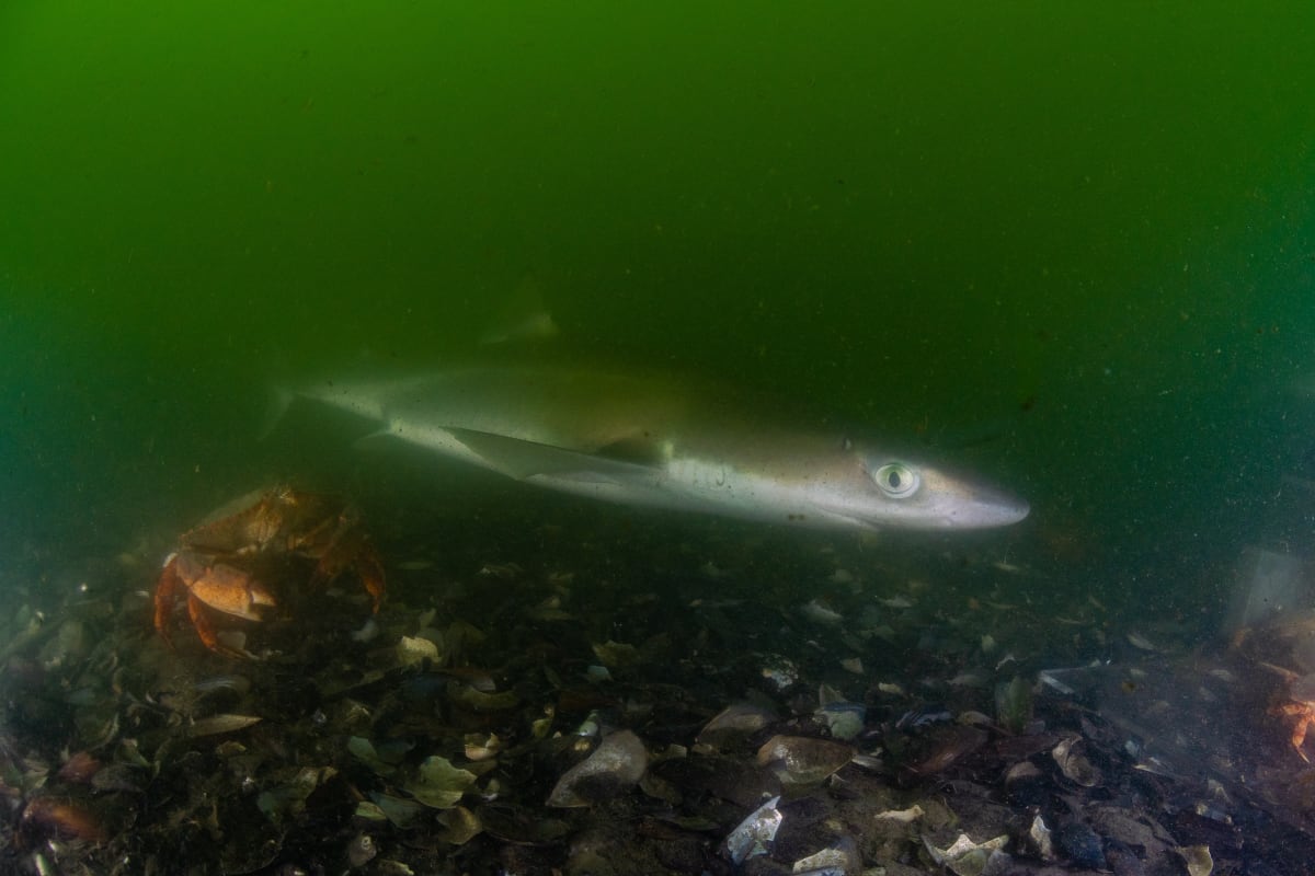 Vancouver Activists Push to Transform Polluted Inlet - Image 5