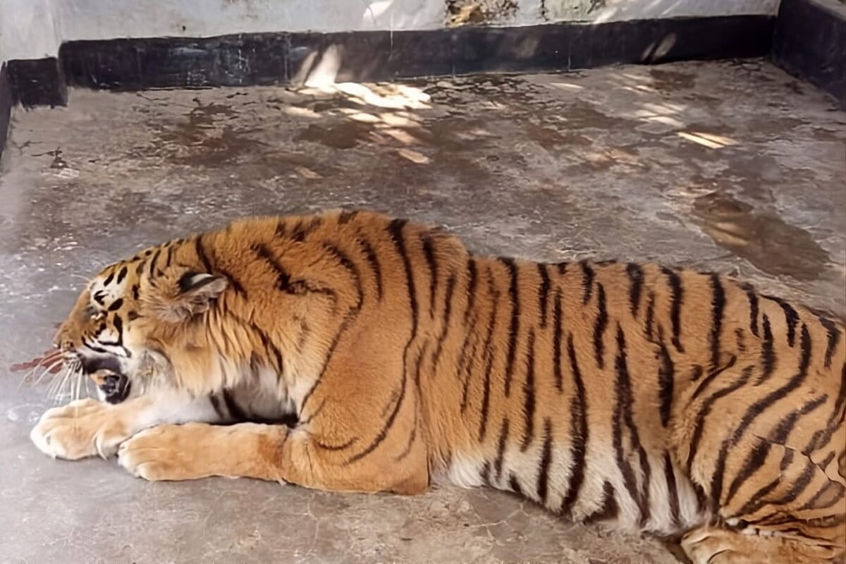 Bangladesh Prepares to Release Rescued Tiger Back to Wild - Image 2