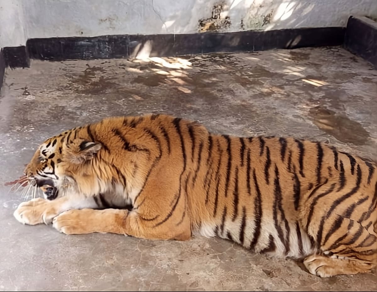 Bengal tiger recovering at wildlife rehabilitation center in Bangladesh after poacher trap rescue