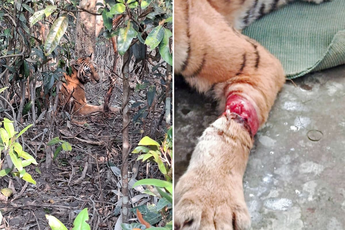 Bangladesh Prepares to Release Rescued Tiger Back to Wild - Image 4