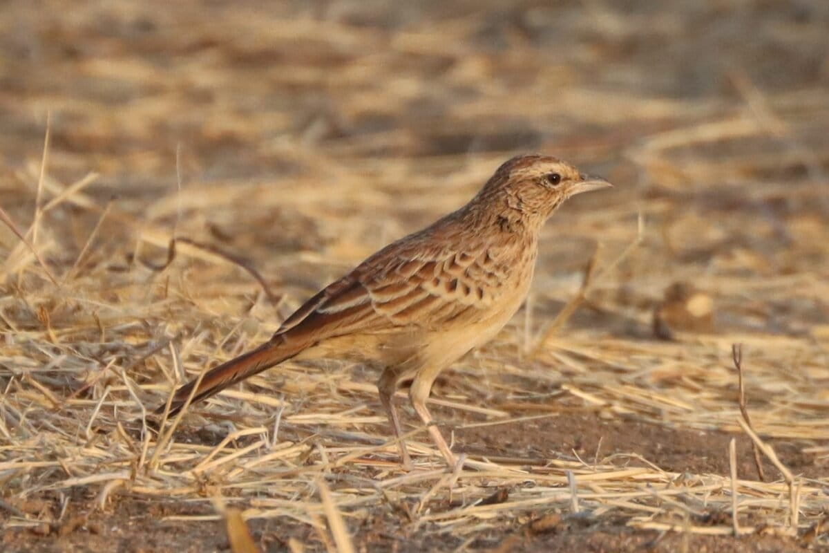 Bird Lost for 94 Years Found in Chad's Wetlands - Image 2