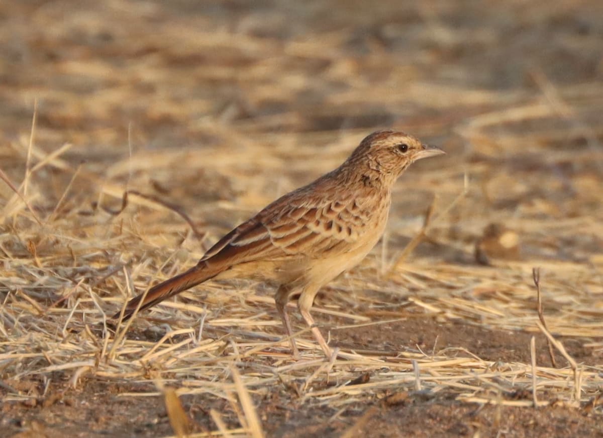 Bird Lost for 94 Years Found in Chad's Wetlands