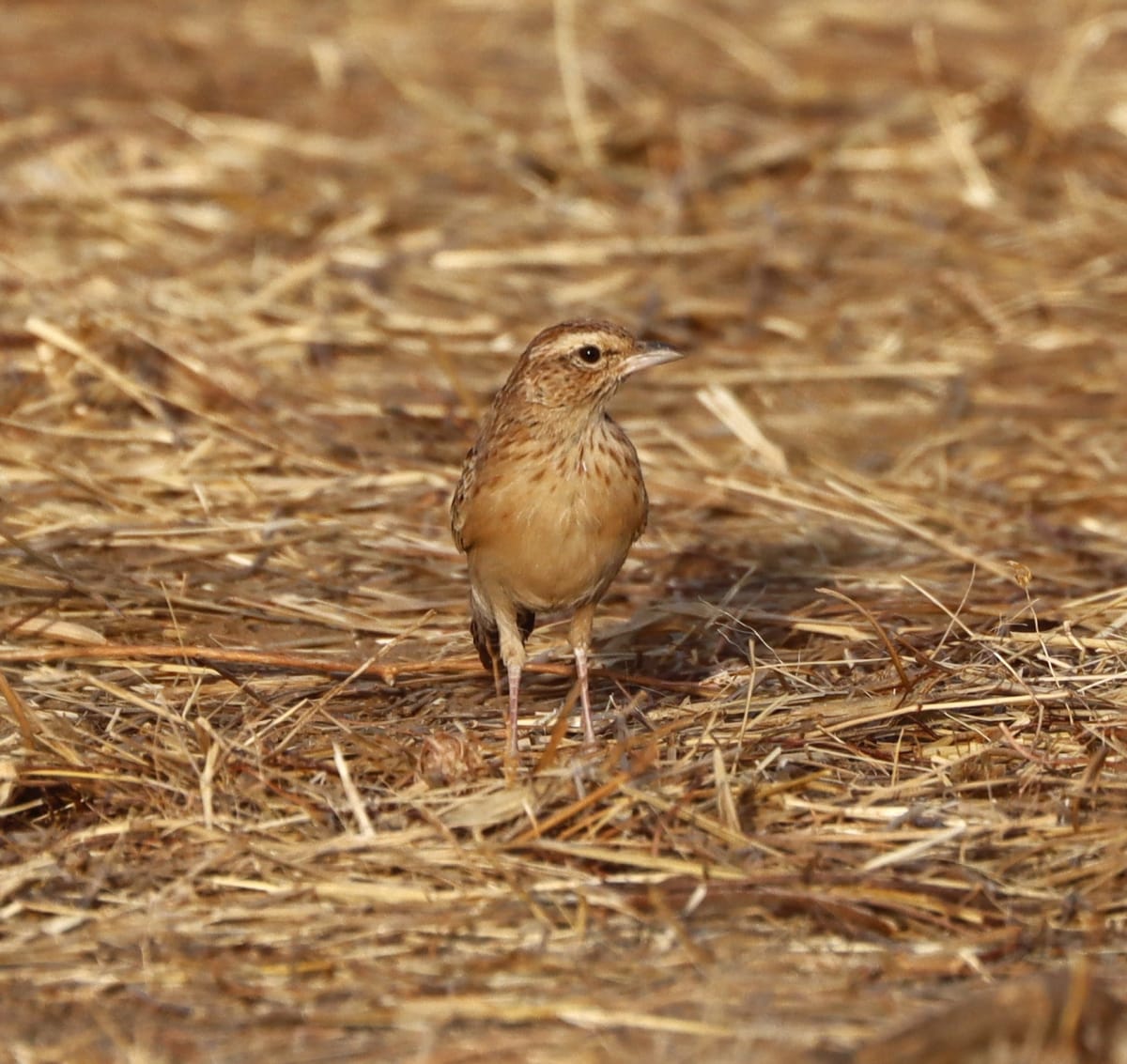 Bird Lost for 94 Years Found in Chad's Wetlands - Image 5