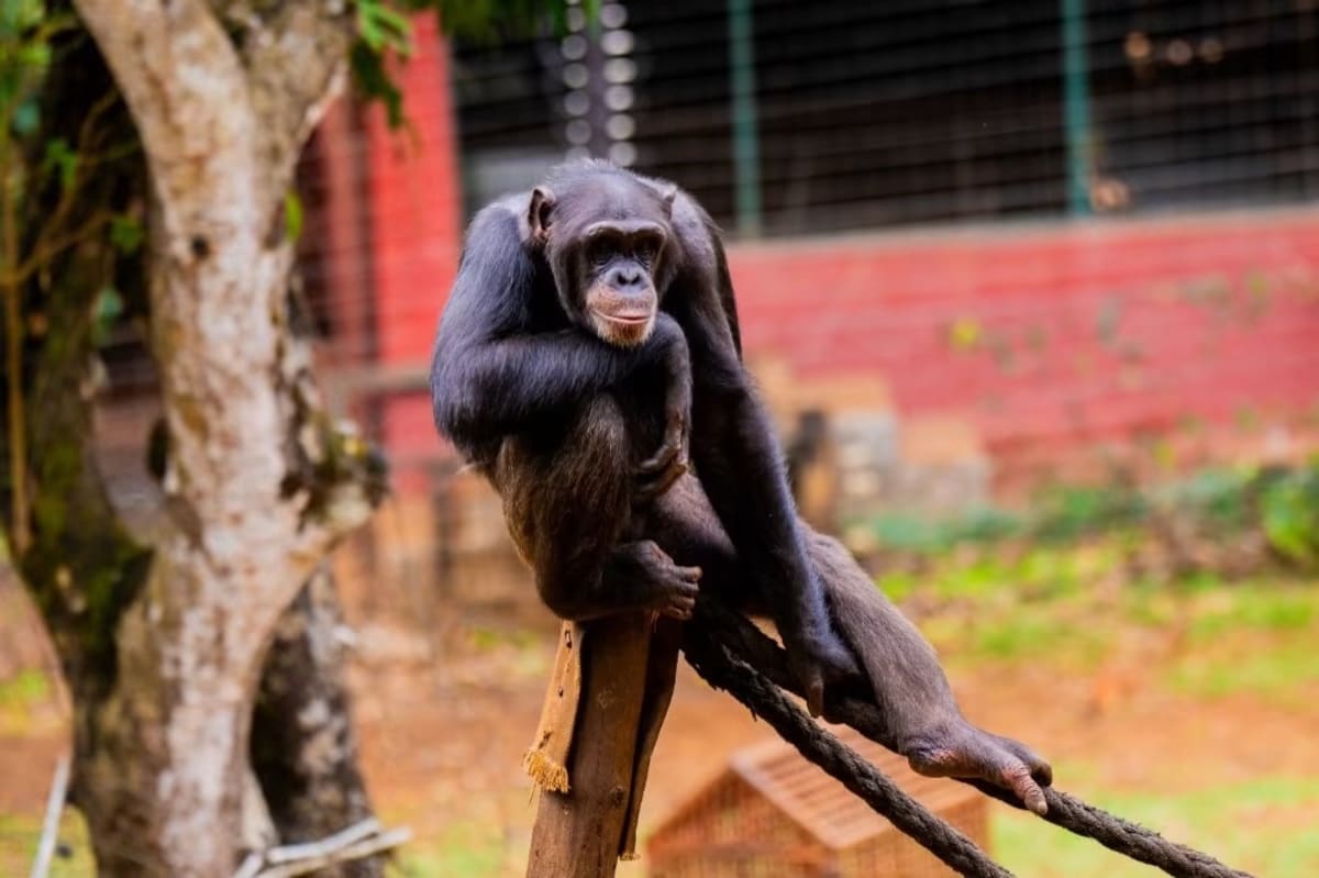 Willie Tucker, known as Pa Willie, senior conservationist at Tacugama Chimpanzee Sanctuary in Sierra Leone