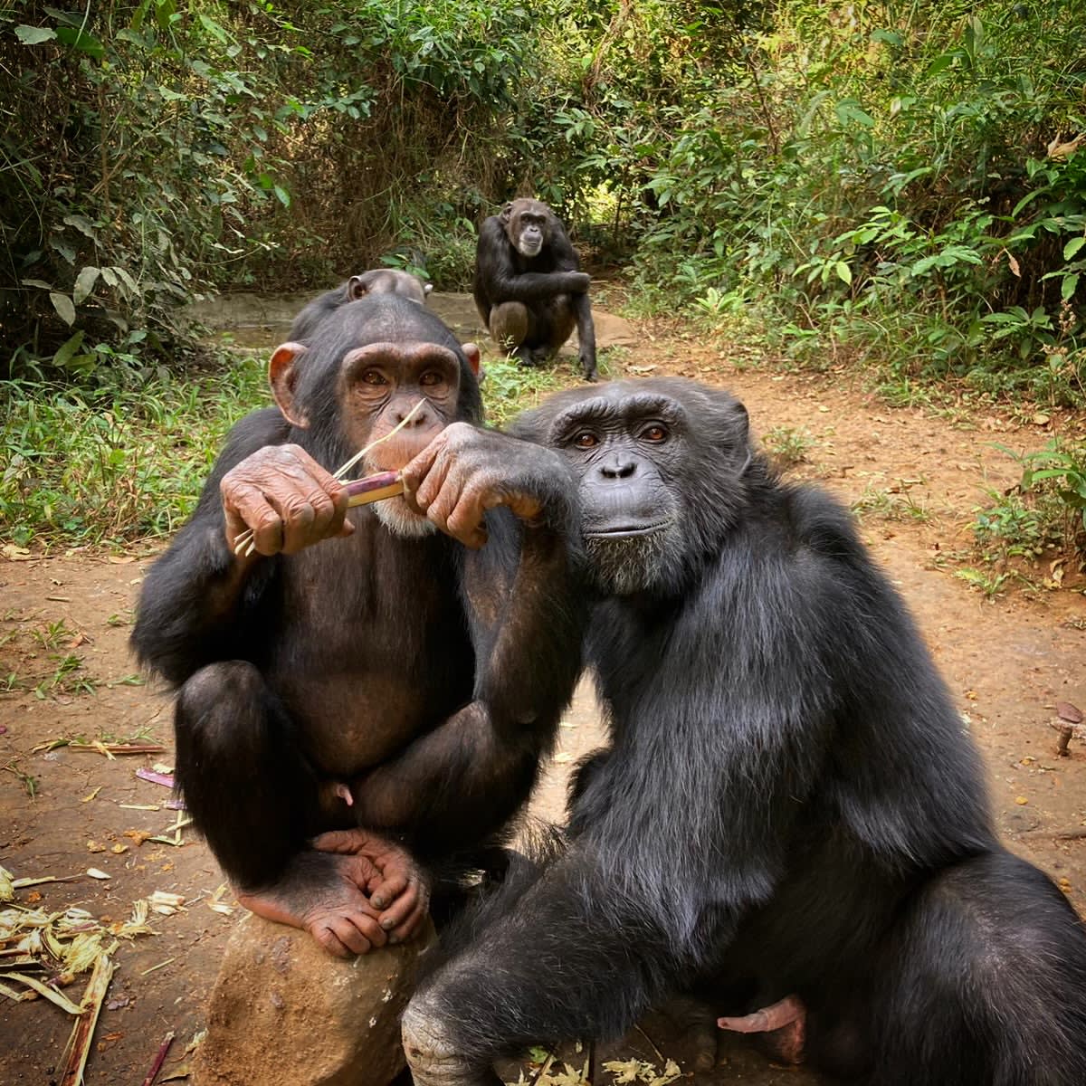 Sierra Leone Sanctuary Saves 100+ Endangered Chimps - Image 5