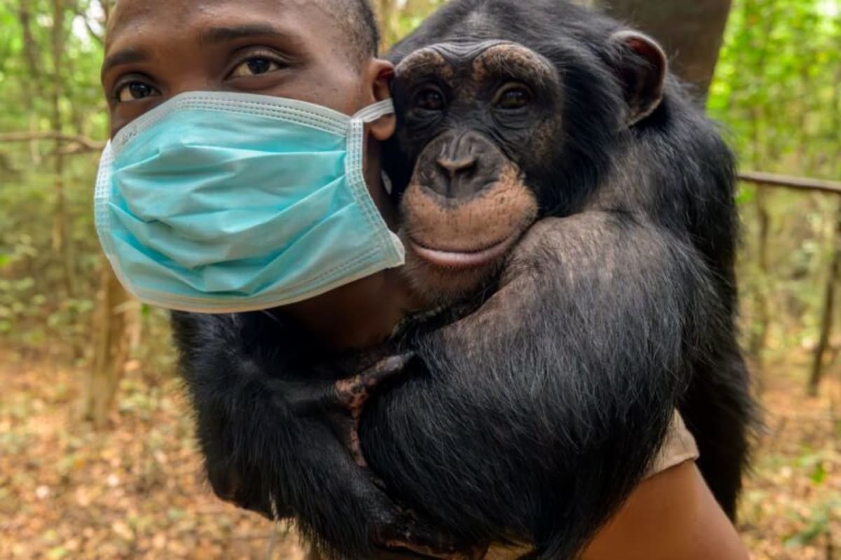 Sierra Leone Sanctuary Saves 100+ Endangered Chimps - Image 4