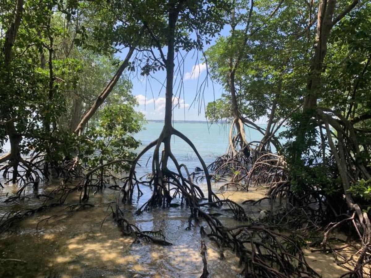 Southeast Asia Now Restoring Mangroves After Decades of Loss