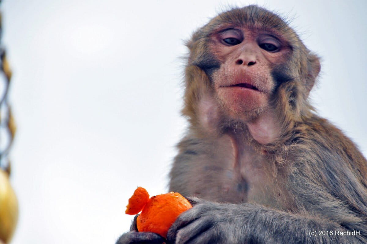 Nepal Tests AI to Guard Farms From Crop-Raiding Monkeys - Image 2