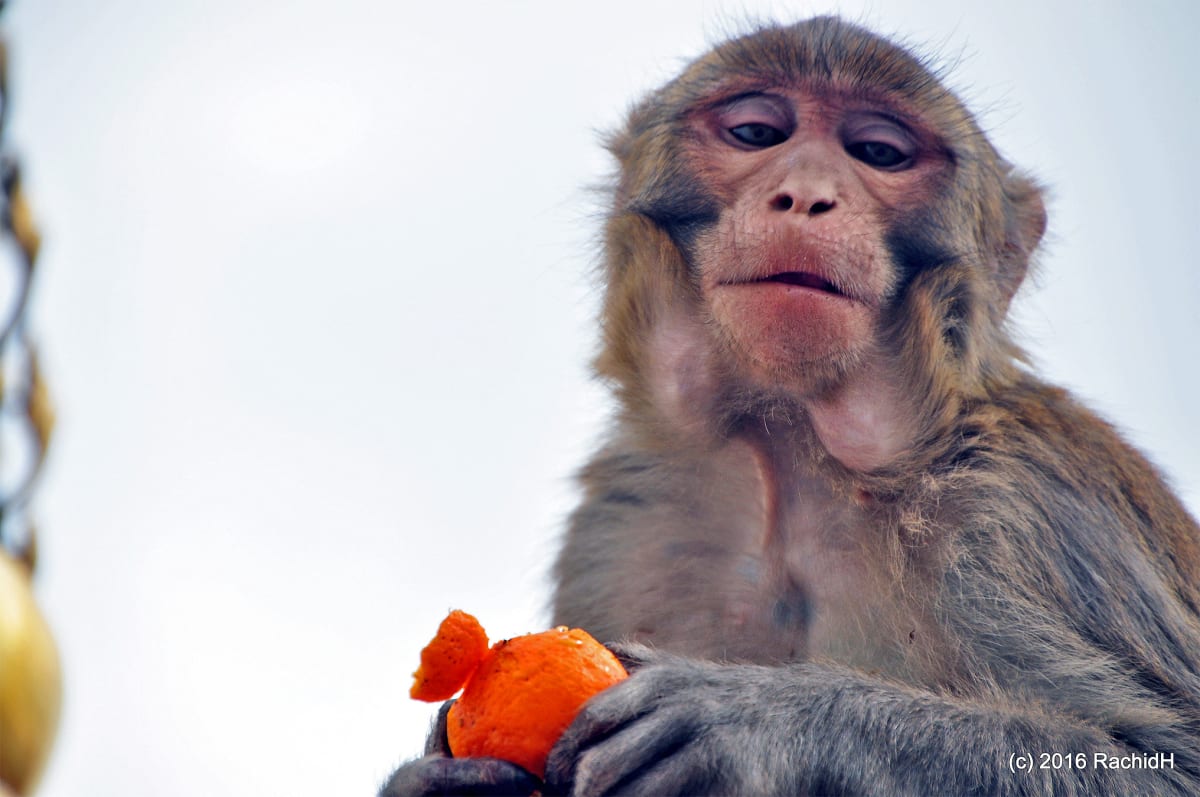 Nepal Tests AI to Guard Farms From Crop-Raiding Monkeys