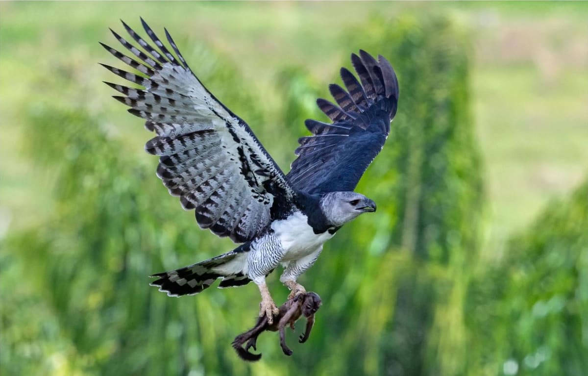 New Framework Offers Path to Reverse Biodiversity Loss - Image 3