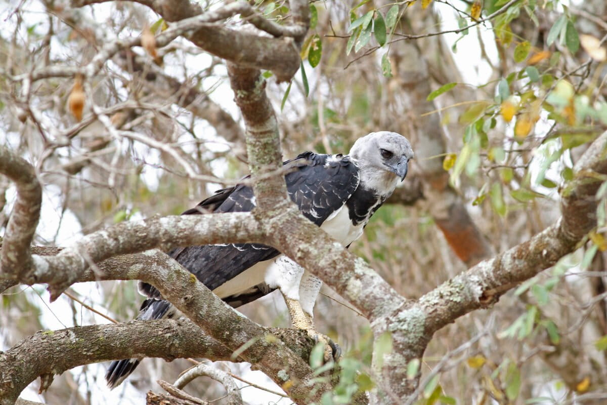 Harpy eagle perched in Amazon rainforest canopy holding prey demonstrating ecosystem role