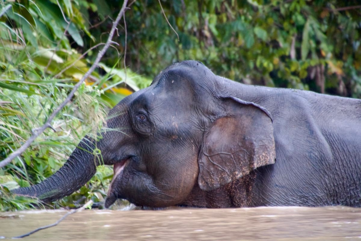 New Framework Offers Path to Reverse Biodiversity Loss - Image 4