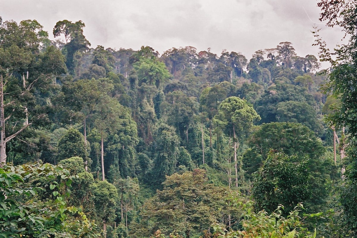 Cutting Vines Speeds Forest Recovery 3x in Borneo - Image 3