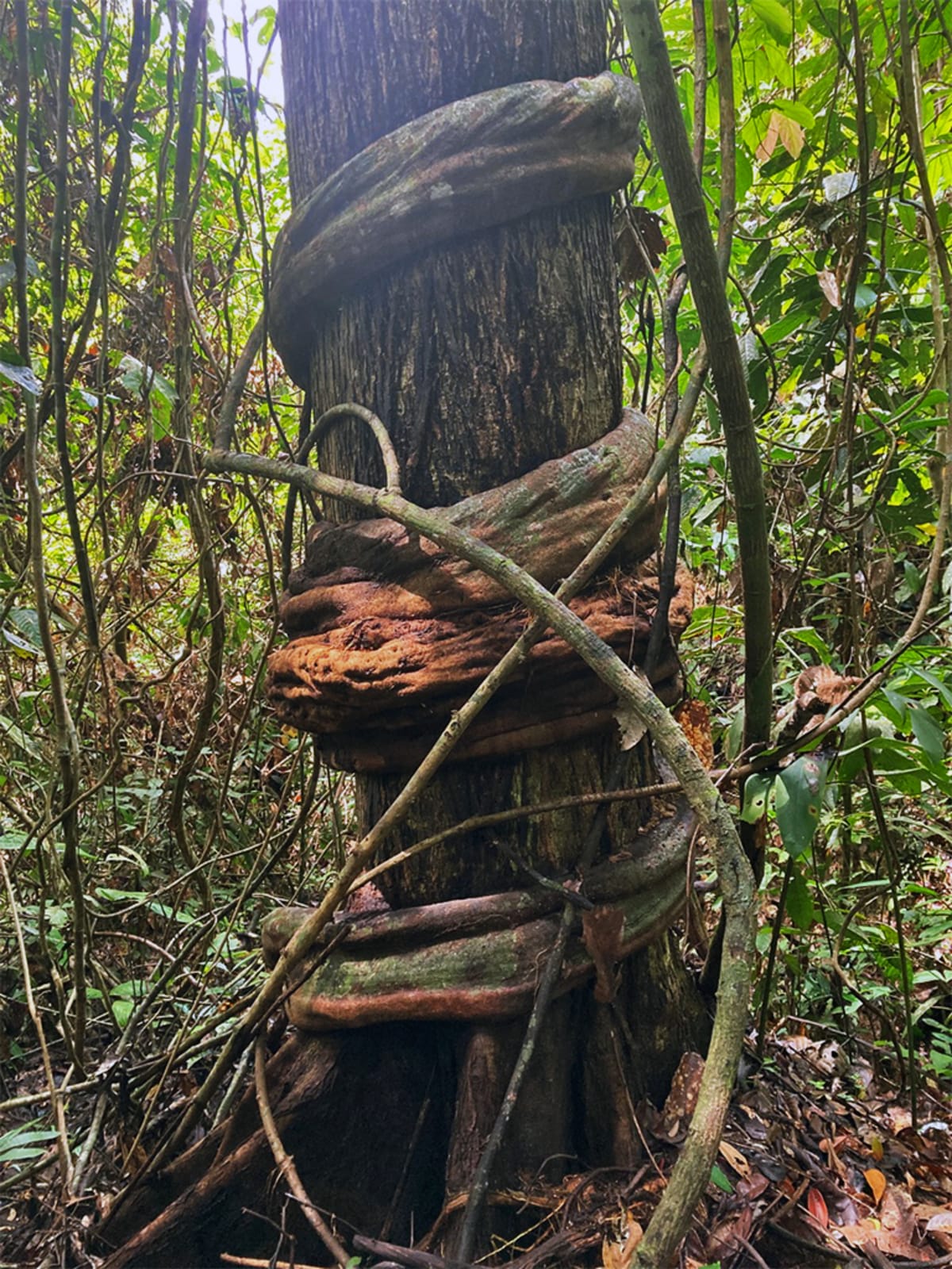 Cutting Vines Speeds Forest Recovery 3x in Borneo - Image 4