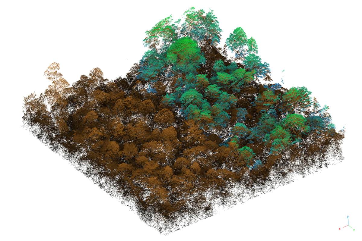 Cutting Vines Speeds Forest Recovery 3x in Borneo - Image 5