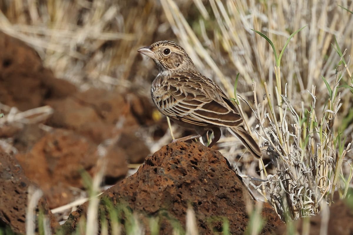 Bird Lost for 94 Years Found in Chad's Wetlands - Image 4