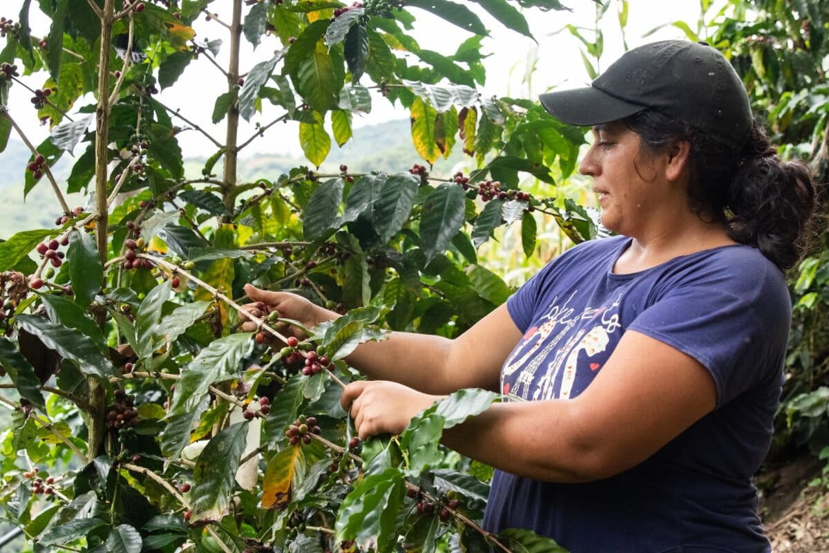 Ecuador's Amazon Coffee Farmers Cut Deforestation by 100% - Image 2