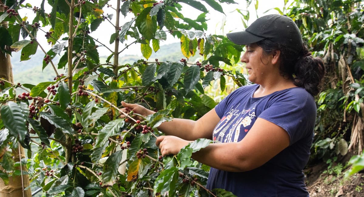 Ecuador's Amazon Coffee Farmers Cut Deforestation by 100%