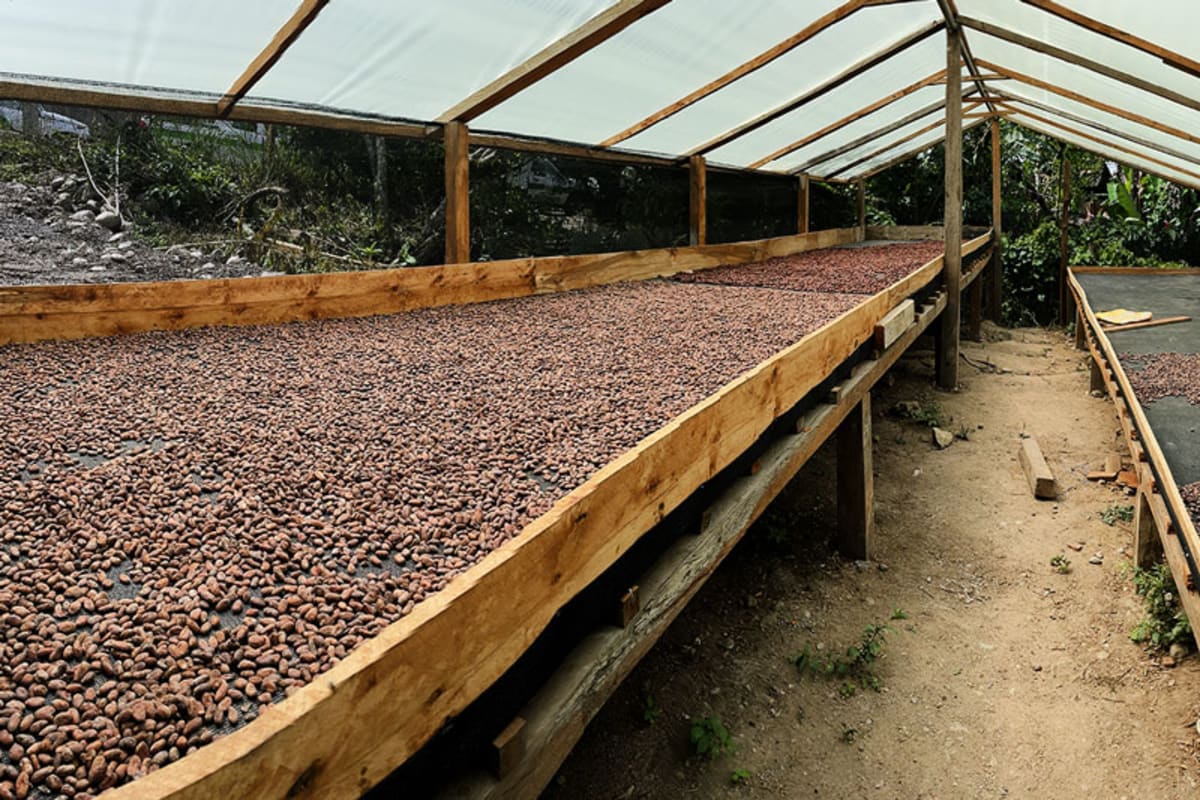 Ecuador's Amazon Coffee Farmers Cut Deforestation by 100% - Image 4