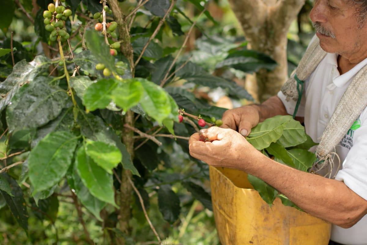 Ecuador's Amazon Coffee Farmers Cut Deforestation by 100% - Image 5