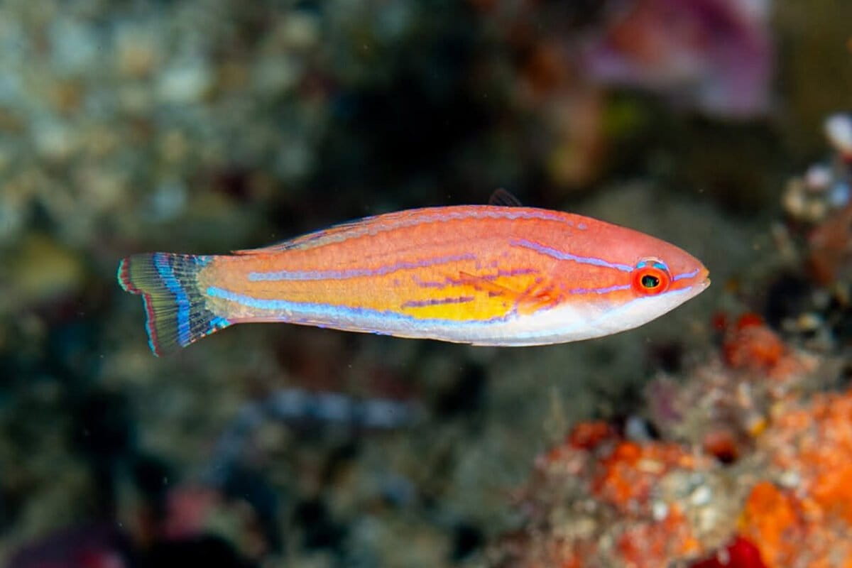 Marine Biologist's 50-Year Legacy Maps Ocean Biodiversity - Image 5
