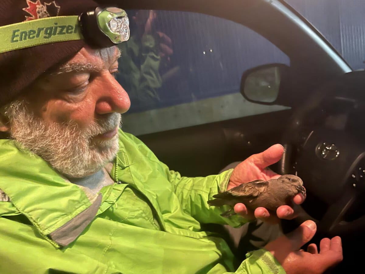 Scientist Spent 50 Years Proving Seabirds Know Ocean Health - Image 4