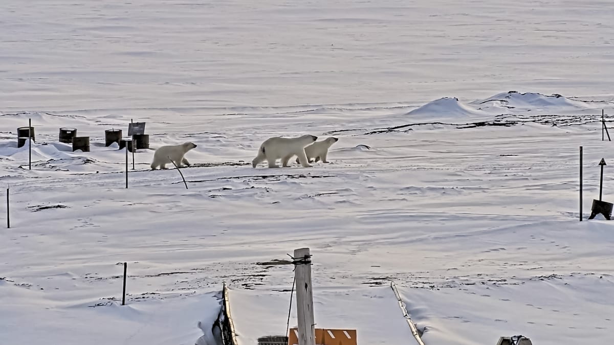 AI 'Bear-dar' Protects Arctic Communities From Polar Bears - Image 4
