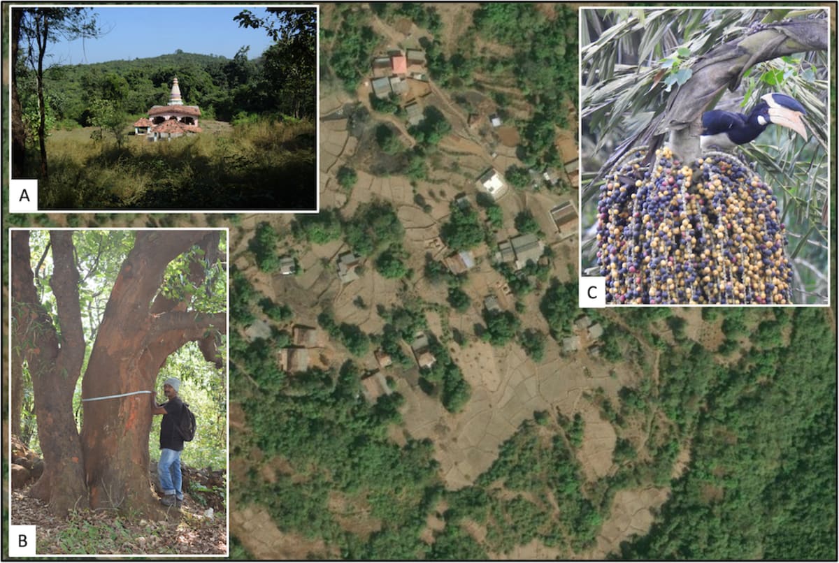 India's Sacred Groves Grow Twice the Giant Trees - Image 4