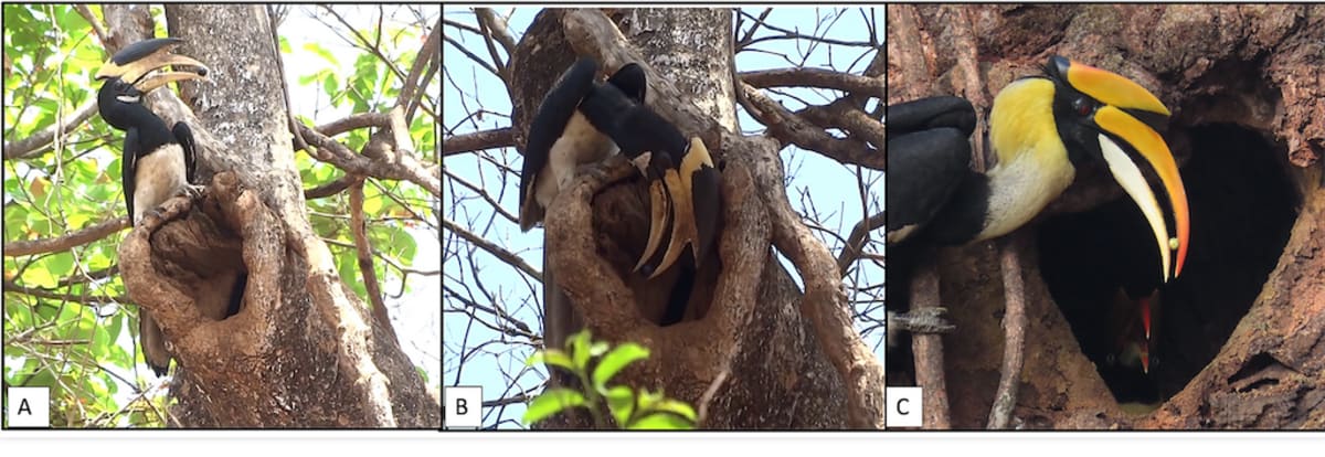 India's Sacred Groves Grow Twice the Giant Trees - Image 5