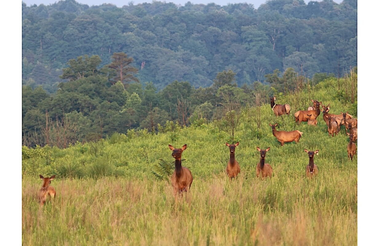 Wildlife Thrives Again in America's Eastern States - Image 2
