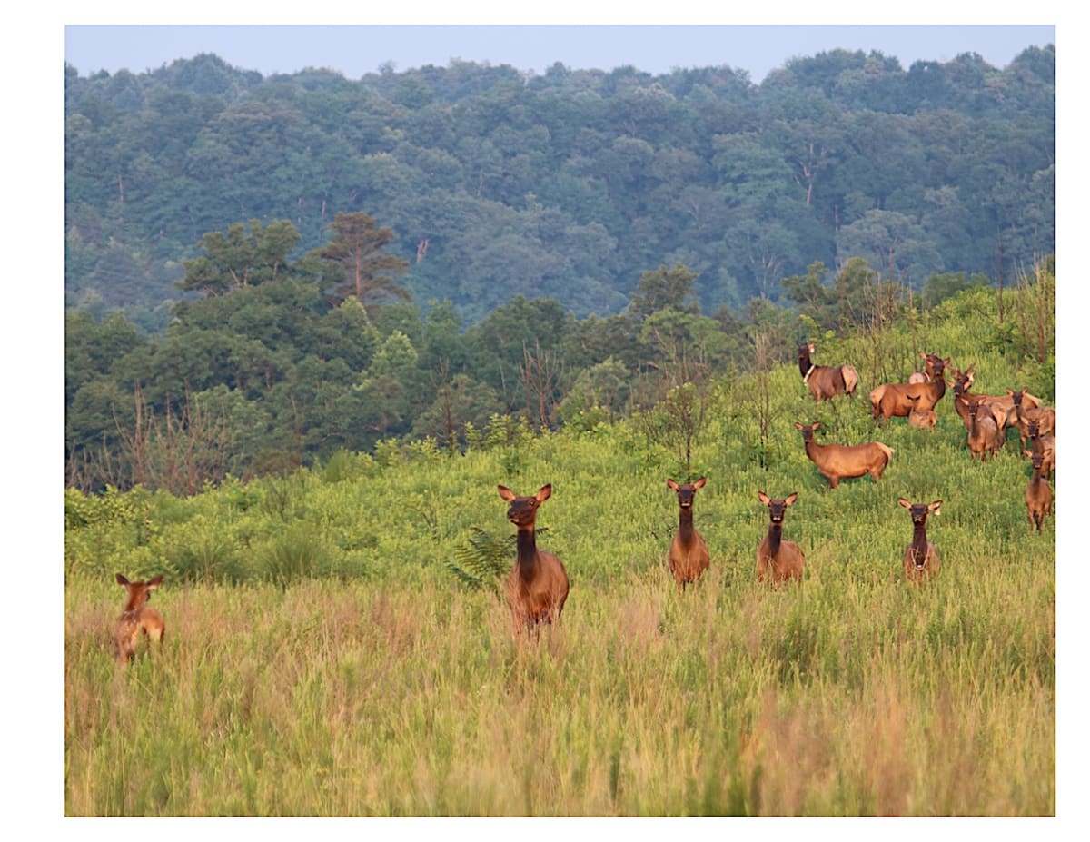 Herd of elk walking across reclaimed mine land between forest patches in Kentucky