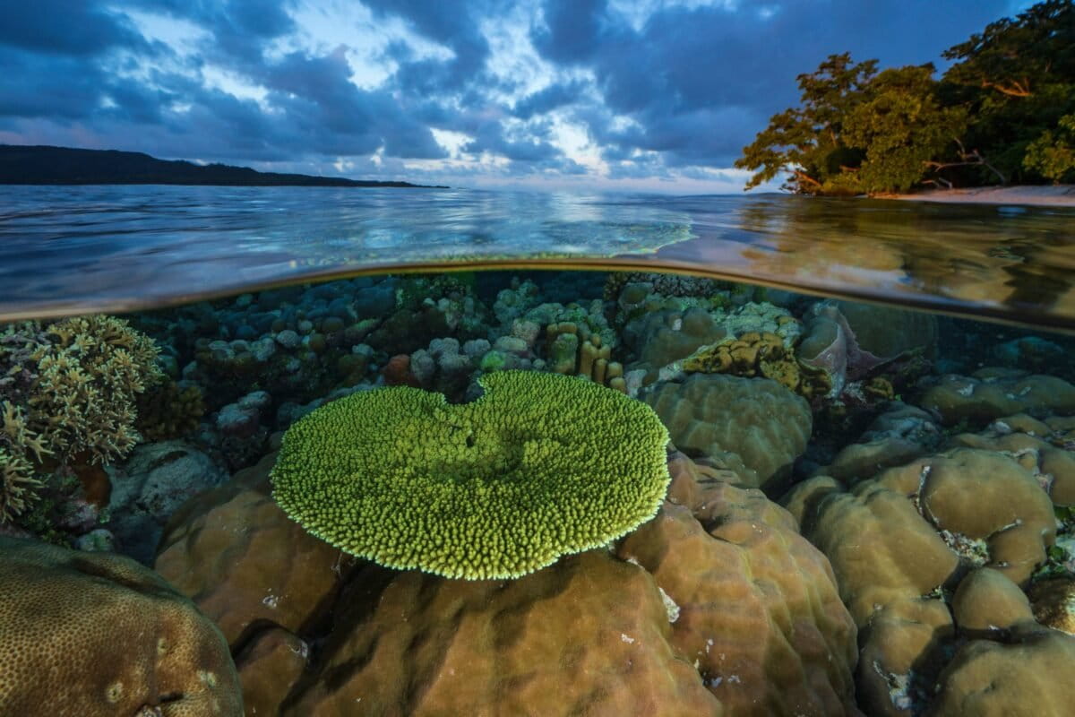 Pacific Islands Unite to Protect Massive Ocean Corridor - Image 2