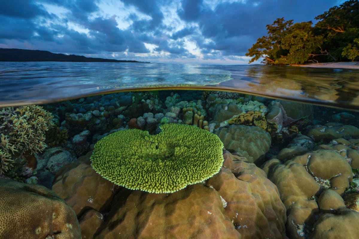 ** Vibrant coral reef ecosystem in shallow waters off Manus Island, Papua New Guinea