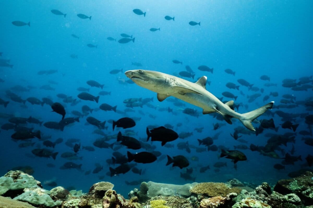 4 Pacific Nations Plan World's Largest Ocean Reserve Network - Image 2