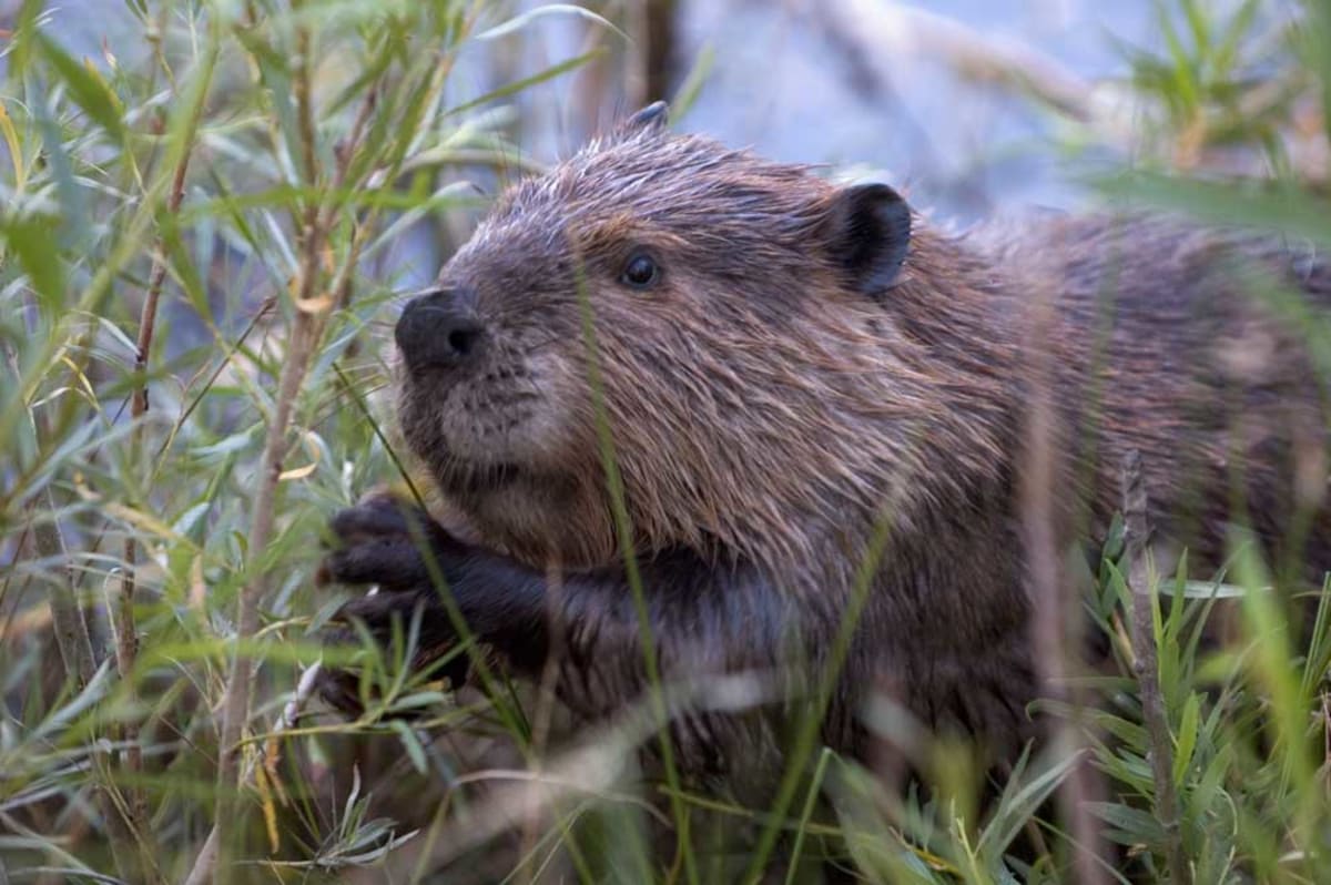 Beavers Thrive in Pacific Northwest Tidal Habitats