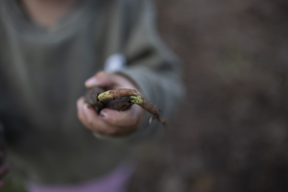Indigenous Tribe Plants 100K Trees to Save Sacred Species - Image 5
