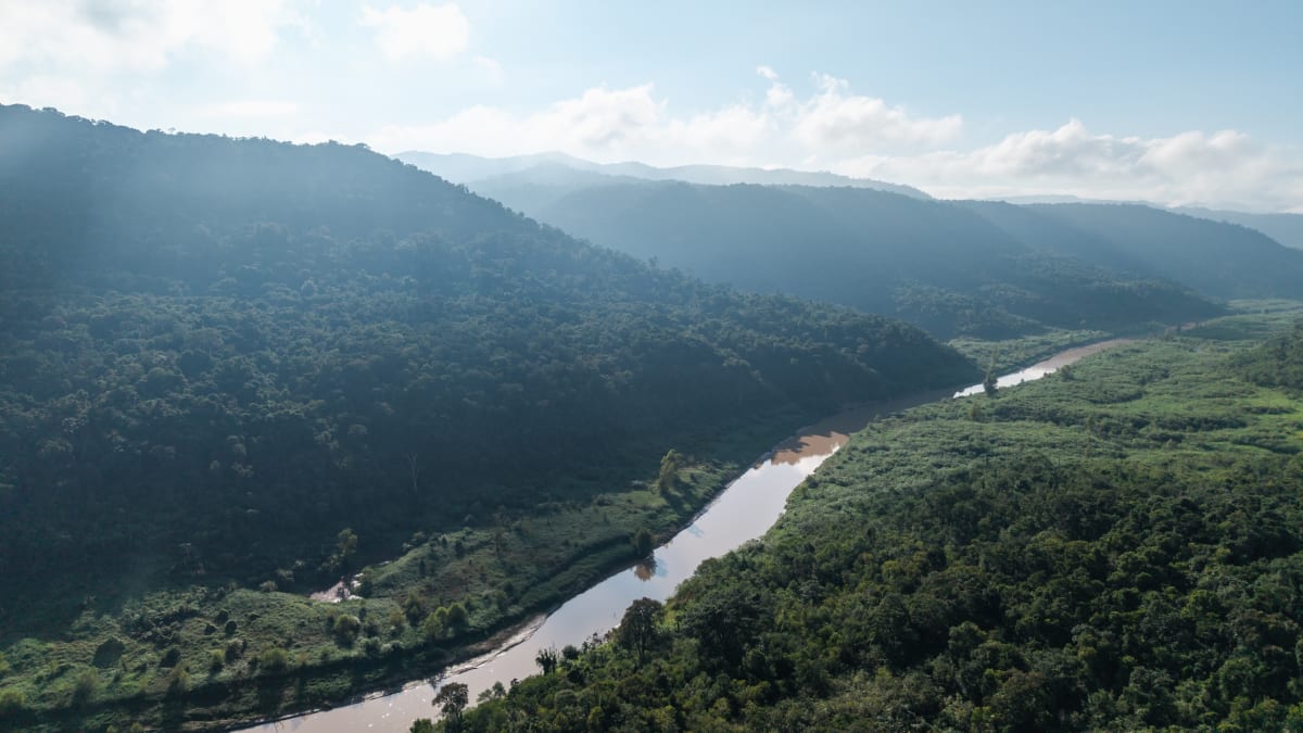 Indigenous Tribe Plants 100K Trees to Save Sacred Species - Image 4