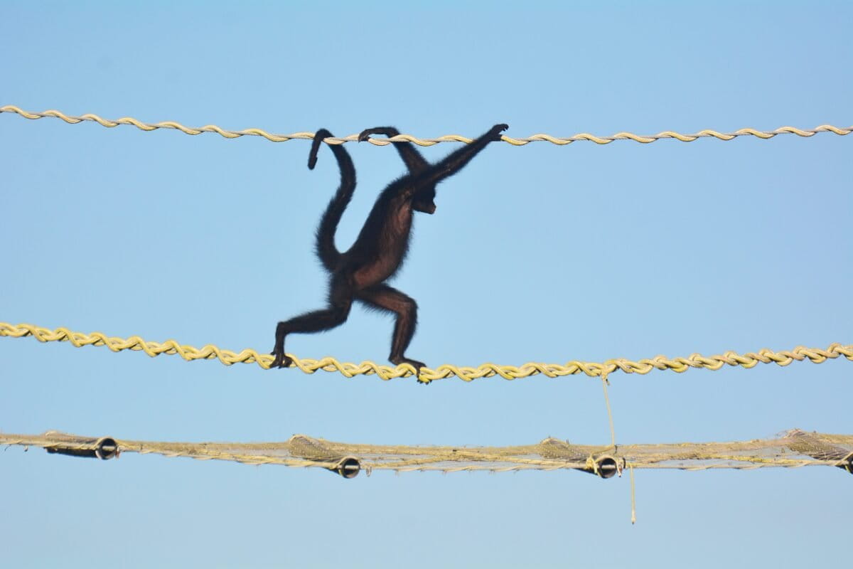 Amazon Rope Bridges Enable 15,000 Wildlife Crossings - Image 2