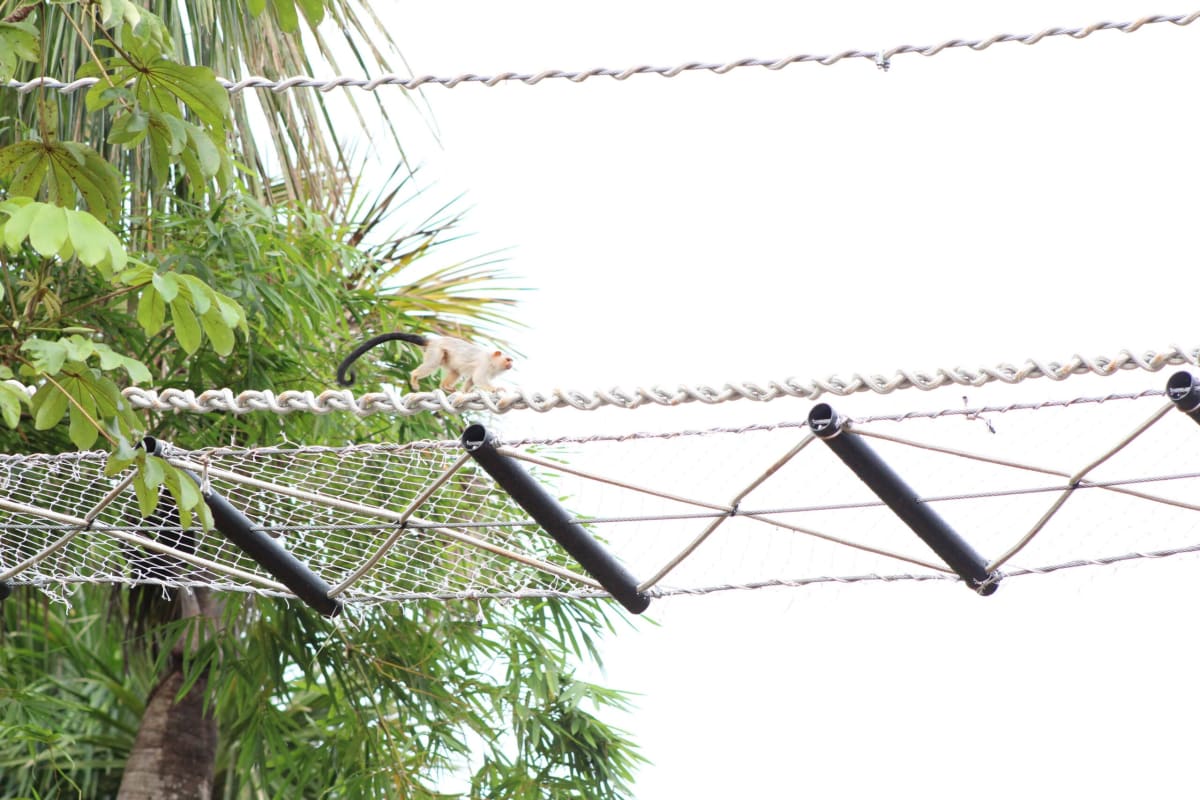 Amazon Rope Bridges Enable 15,000 Wildlife Crossings - Image 5