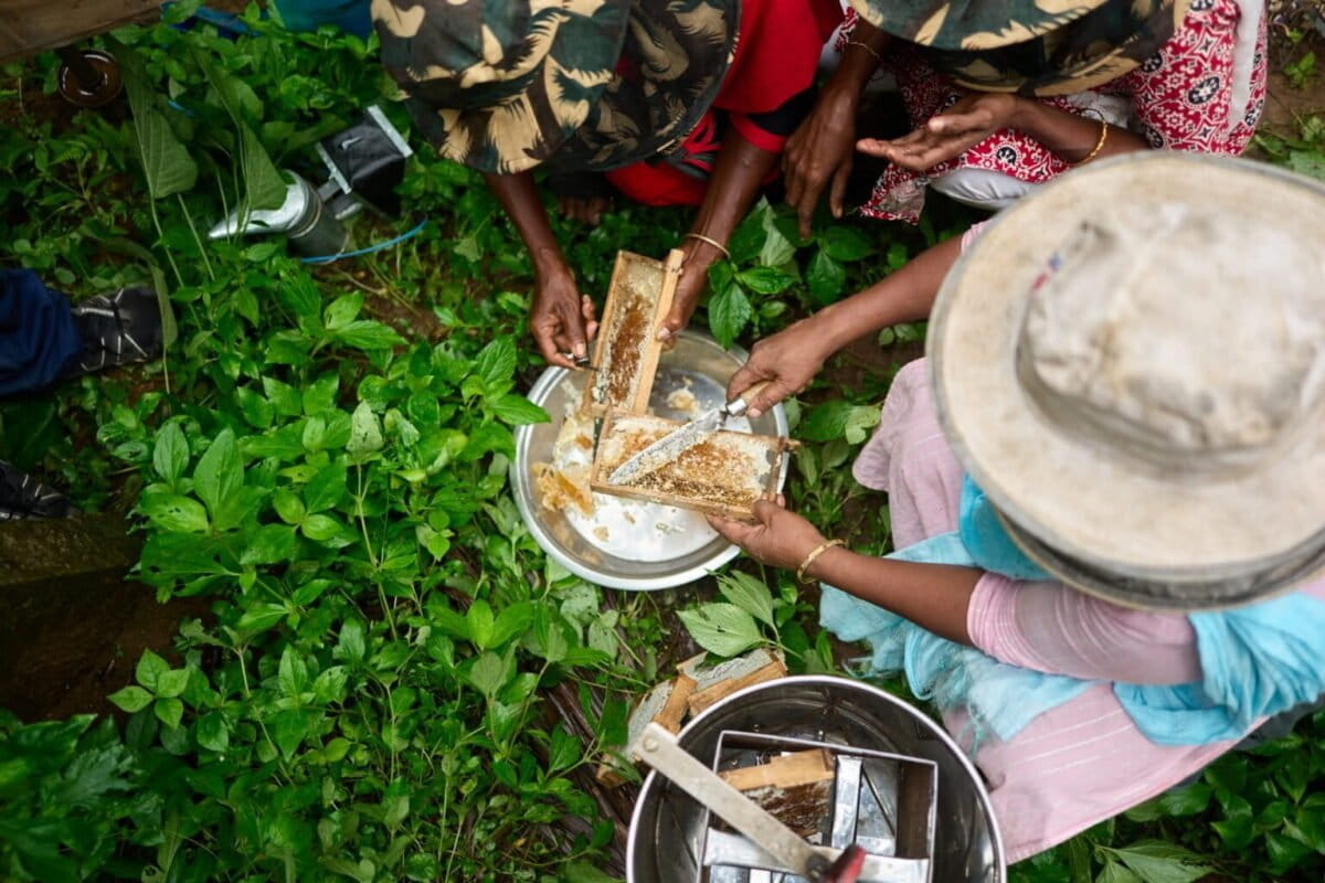 50 Indigenous Women Beekeepers Earn New Income in India - Image 2