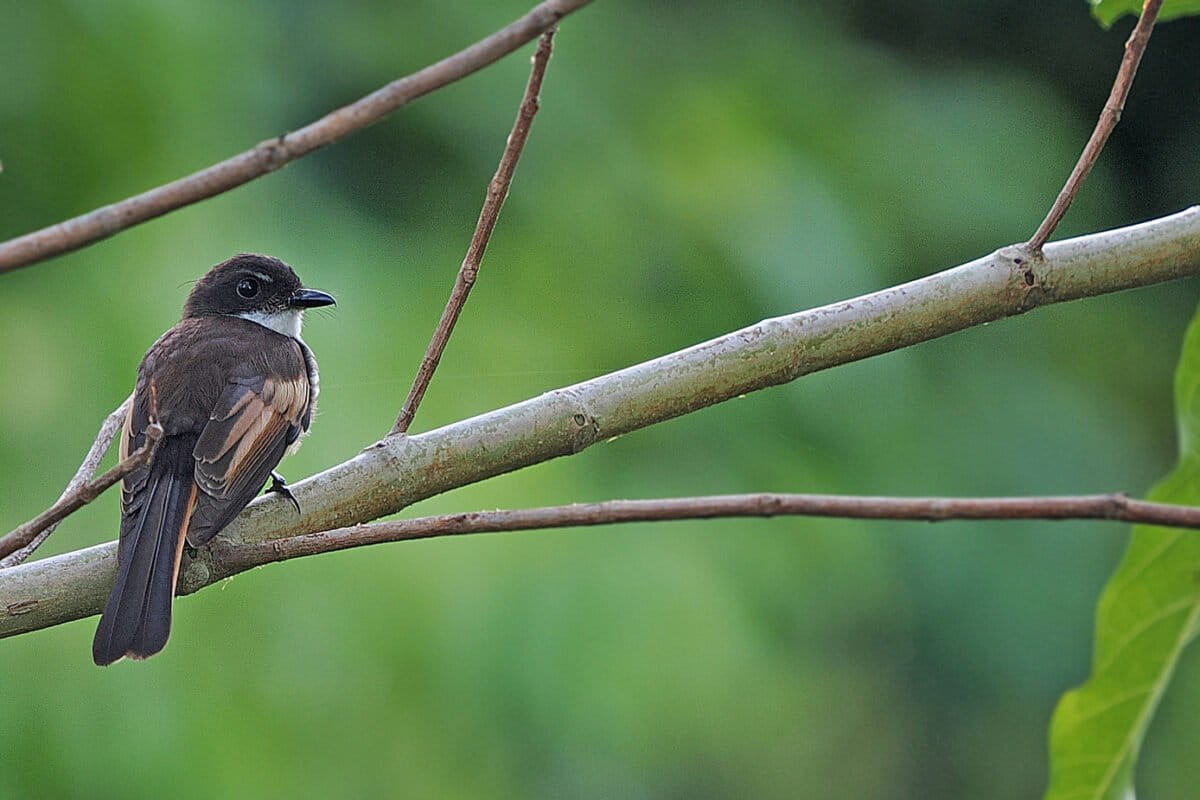 Scientists Discover New Bird Species in Indonesia - Image 2