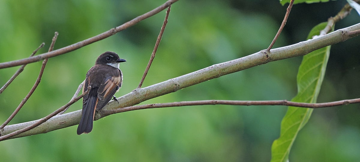 Scientists Discover New Bird Species in Indonesia