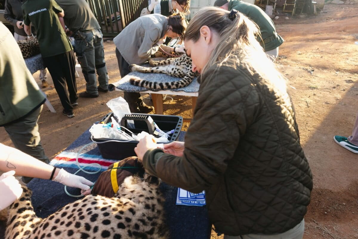 Cheetahs Return to Zambia After 30 Years - Image 2
