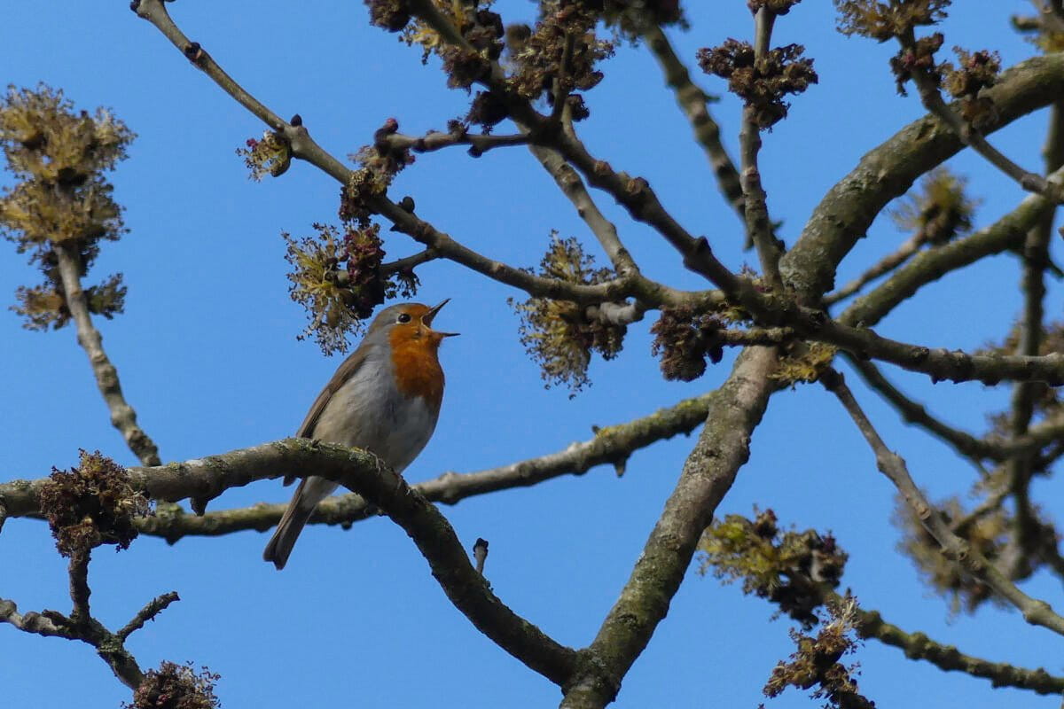 Birdsong in Forests Cuts Stress, NC State Study Finds - Image 2