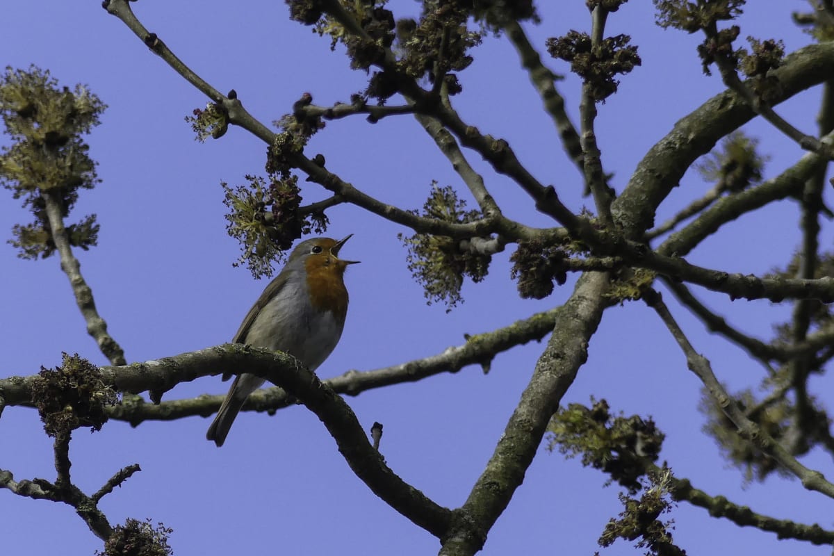 Eastern bluebird perched on branch singing in natural outdoor setting with green background